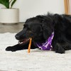 Treatly IncrediChews Stick w/Chicken Meat Wrap Dog Chew Treats -
