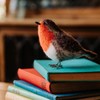 The Crafty Kit Company British Birds Robin Needle Felting Kit