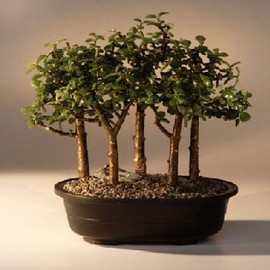 Bonsai Boy's Baby Jade Bonsai Tree Five Tree Forest Group(Portulacaria Afra)