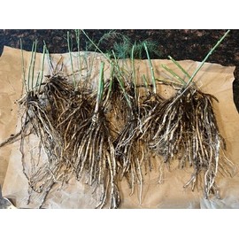 Star Mountain 10 ea. Mary Washington Asparagus Live Plants, 2yr Crowns - Organic