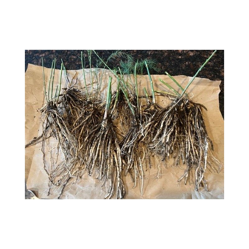 Star Mountain 10 ea. Mary Washington Asparagus Live Plants, 2yr