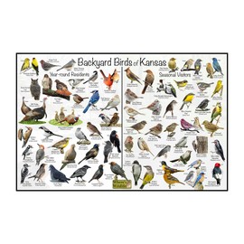 Where's Wildlife Backyard Birds of Kansas Bird Identification Poster Divided into Year-round Residents and Seasonal Visitors - Birdwatching Nature Chart (20" x 30")