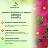 Outsidepride 100 Seeds Annual Cosmos Bipannatus Sonata Carmine Cut Flower