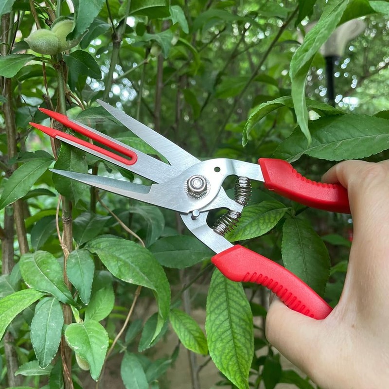 Itisyou Double-edged Apple Scissors, Pruning Shears, Pruning Shears, Flower Cutting