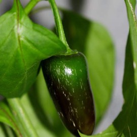David's Garden Seeds Pepper Jalapeno Early 5866 (Red) 50 Non-GMO, Heirloom Seeds