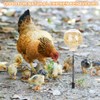 AIXXCUVQ 2piece Coop Interactive Slow Feeder Toy Chicken Enrichment Essential