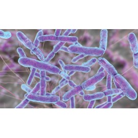 Premium Softgel Raw Probiotics 100 Billion CFU Potency Digestive Immune Health 120 Capsules USA