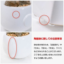 Kobe Flower Story MH-1006 Lemon Tree Pot Fake Green