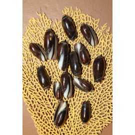 200pc Black Olive Seashells, Natural Craft Seashells, 1-1.25 Inches, Dark Brown and Cream, Sailor Valentines, Beach Art, SS-144