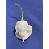 Superhot Seeds 50+ Random SUPERHOT Pepper Seeds. Over 20 Different