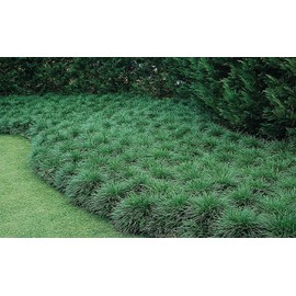 Mondo Grass Ophiopogon Japonicus | 10 Live Pips Bare Root Plants | Live Shade Loving Evergreen Groundcover Plants