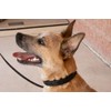StarMark, Collar de adiestramiento, negro, grande, 1 pieza