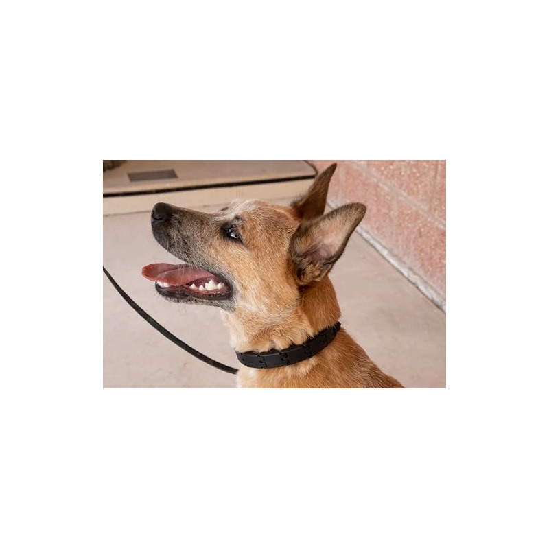 StarMark, Collar de adiestramiento, negro, grande, 1 pieza
