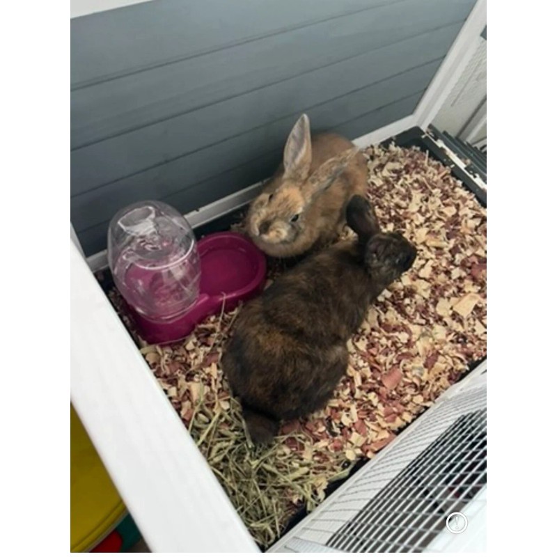 Unbranded Rabbit Urine / Fertilizer / 4oz Bottle