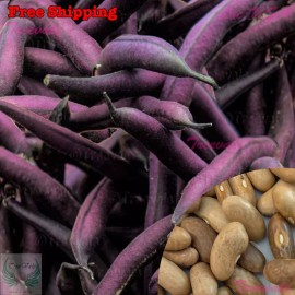 Treevale Royal Burgundy Green Bush Bean Seeds - Purple Pod Snap Bean | Vegetable Seeds - 20 Seeds No Tracking