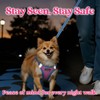 rabbitgoo Dog Harness Small Sized and Leash Set, Step-in Breathable