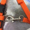 Plus Nao Lead Harness 2-Piece Set, For Cats, Pet Supplies,