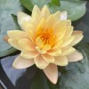 3 Pack Water Lily Live Tubers Plants Aquatic Colorful Pond