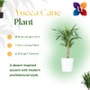 United Nursery Yucca Cane Plant – Drought-Tolerant Indoor Tree in