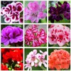 Geranium Mix 50+ Seeds Flowers Planting for Outdoor Indoor