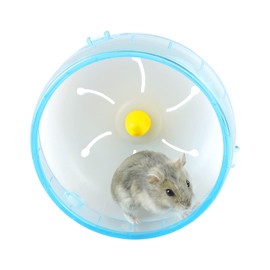 Andiker Hamster Running Wheel, Noise-Free Jogging Sports Toy Hamster Cage Accessories for Dwarf Hamsters Golden Silk Shih Tzu Bear (Blue 14 cm)
