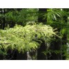 The Jonsteen Company Pond Cypress | Medium Tree Seedling |