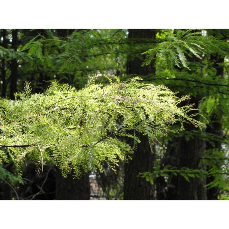 The Jonsteen Company Pond Cypress | Medium Tree Seedling |