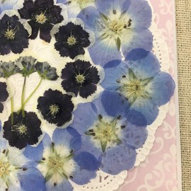 Compact Pressed Flower Nemophila Mix Comes in a Pack! UV Resin Pressed Flower Art Accessories Welcome Board Wedding Certificate Parenting Thank You