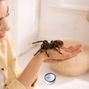JNAWA Spider Micro Water Bowl Mini Ceramic Dish Reptile Water