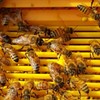 천연 벌화분 500g 먹는 꿀벌 화분 도토리화분(건조화분) Natural Bee Pollen