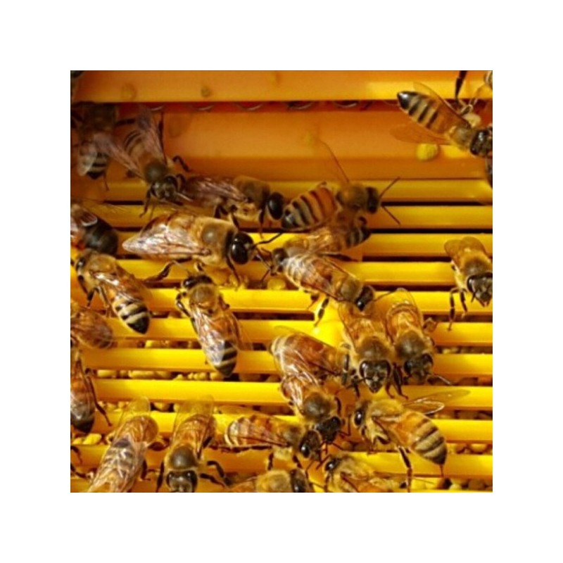 천연 벌화분 500g 먹는 꿀벌 화분 도토리화분(건조화분) Natural Bee Pollen