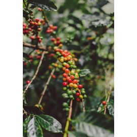 Pan & Kof.feé Artisanal Whole Bean Coffee, Medium Roast, 12 oz, Mexican Single Origin