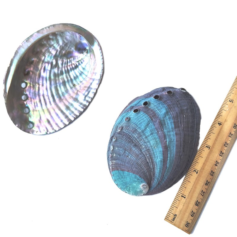 1 Piece Striped Abalone Shell, Abalone Shell Bowl 4-4.5 inches,