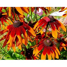 Red Rudbeckia Seeds for Planting - 1000Pcs Rudbeckia Seeds Red Flower Seeds for Outdoor Home Garden Flower Seeds Gardening Supplies