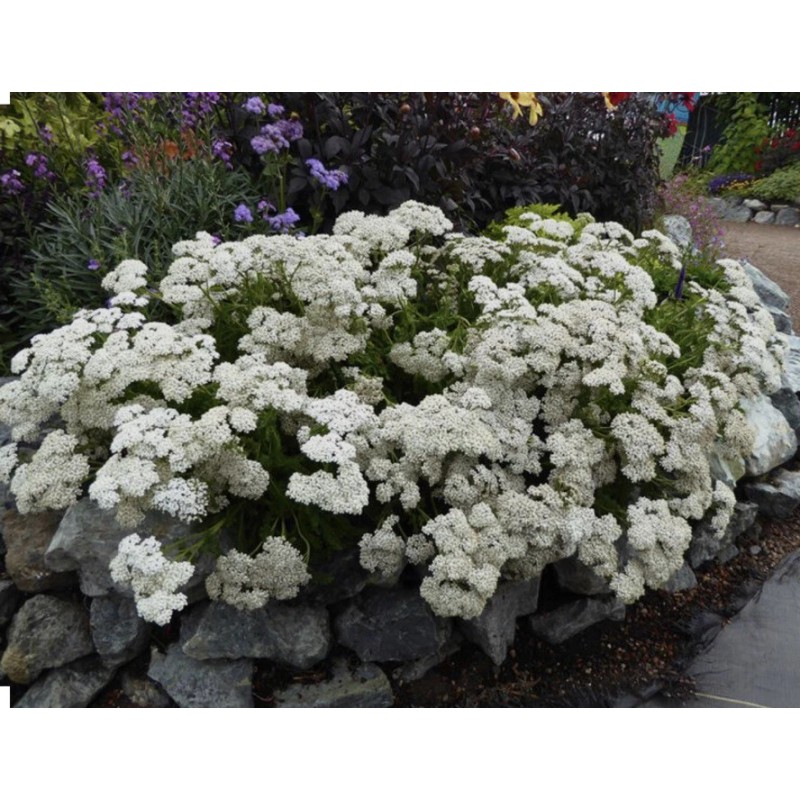 White 500 Plus White Yarrow Seeds-perennia