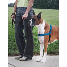 PetSafe Deluxe Easy Walk Dog Harness, Dog Harness for Medium-Size Dogs, Anti-Pull, Easy to Adjust, Neoprene Material, Non-Slip, Highly Durable, Reflective for Night Walks, Large Dogs (Medium/Large, Ocean Blue/Black)