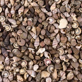 Tiny Miniature Fairy Garden Beach Critter Seashells Marine Life Collection for Art & Craft Project, Outdoor & Indoor Home Decoration, Party Favor, Invitation (4.5oz Bag, 500 Shell)