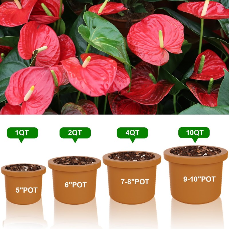 Doter All-Natural Potting Soil for Anthurium & Indoor Plants 2qt