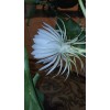 exotic 4 CLIPPINGS-Epiphyllum oxipetalum 'Queen of the Night' - 8"