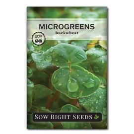 Sow Right Seeds - Buckwheat Microgreen Seed for Growing - Instructions to Quickly Grow Your Own Delicious and Healthy Microgreens - Plant Indoors with no Special Equipment - Super Easy Superfood