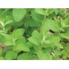 Ecott Cosme Organic Hair Shampoo (Moist) Apple Mint, Yamanashi Prefecture