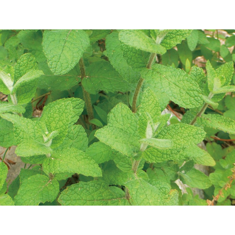 Ecott Cosme Organic Hair Shampoo (Moist) Apple Mint, Yamanashi Prefecture