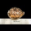 Polished Tiger Cowrie Sea Shell Premium Quality Rare Unique Sea
