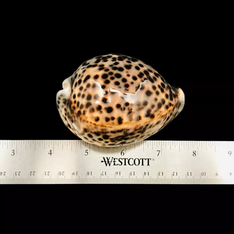 Polished Tiger Cowrie Sea Shell Premium Quality Rare Unique Sea
