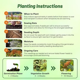 Outsidepride 1000 Seeds Annual Amaranthus Hot Biscuits Orange Flower Seeds for Planting