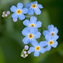 Forget-Me-Not Myosotis Compindi ~100 Seeds – Dwarf 6–8" Blue Perennial – Sky Blue Blooms for Woodland Gardens & Borders – RHS Award-Winning Variety – Easy to Grow – 2nd Year Bloom – Zones 5–8