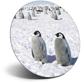 Destination Vinyl ltd Magnet for Refrigerator, Fridge - Cute Fluffy Penguins Birds for Office, Cabinet and Whiteboard, Magnetic Stickers, 8895