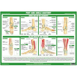 Joint Anatomy Chart Series (A2 Laminated, Foot & Ankle Joint)