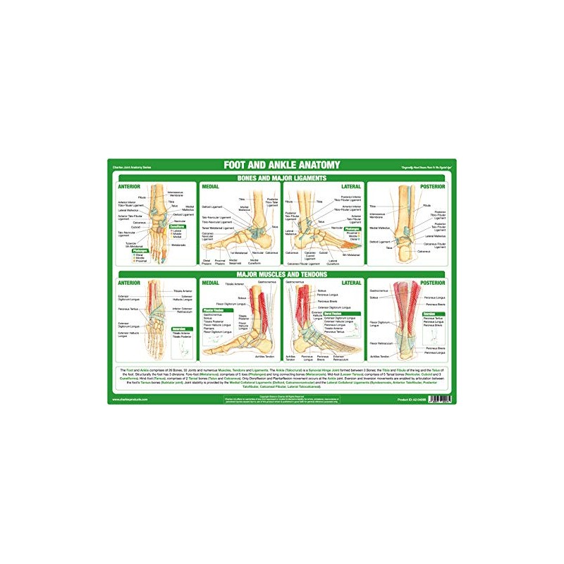 Joint Anatomy Chart Series (A2 Laminated, Foot & Ankle Joint)