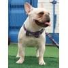 Lionet Paws Cat and Dog Collar with Bowtie,DarkBlue Plaid Cotton